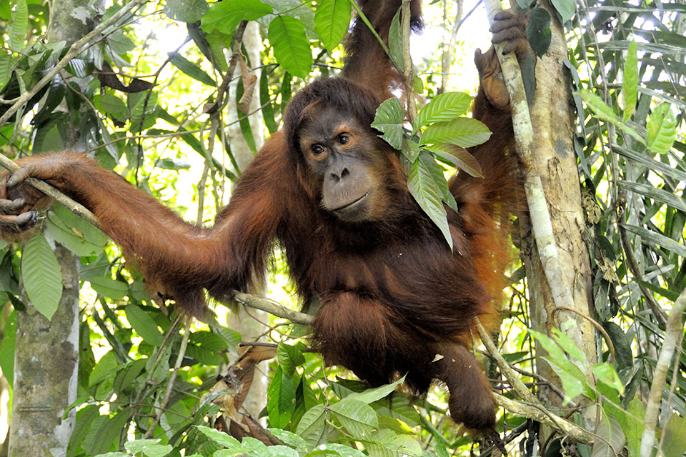 An orang-utan’s arms are longer than its legs, reaching its ankles when it stands.