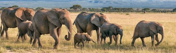 Herd of African bush elephants