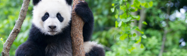 Young panda climbing a tree in China