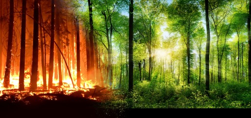 Forest forest fire transitioning into a lush green forest with sun shining