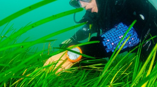 divers from Project Seagrass gathering seeds from the seabed