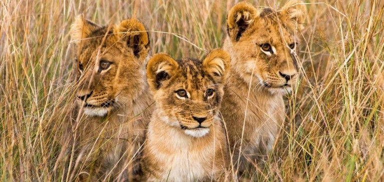Three Lion Cubs in tall grass 