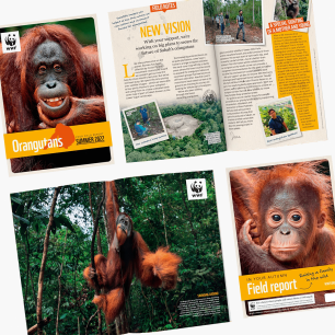 WWF Orangutan Adoption Updates