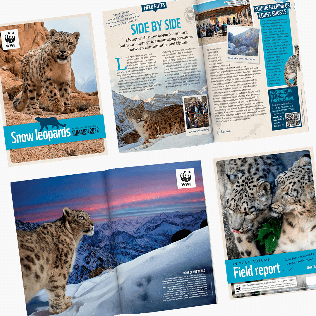 Adopt a Snow Leopard - Tax Deductible Donation - WWF-Australia, Adopt a Snow  Leopard