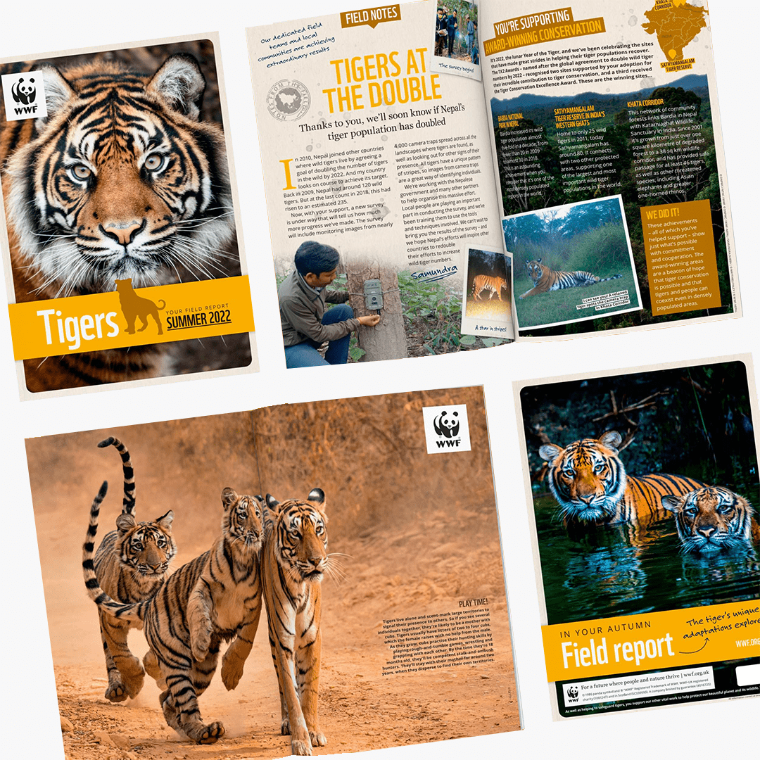 Help Tigers Come Roaring Back – Adopt a Tiger | WWF UK