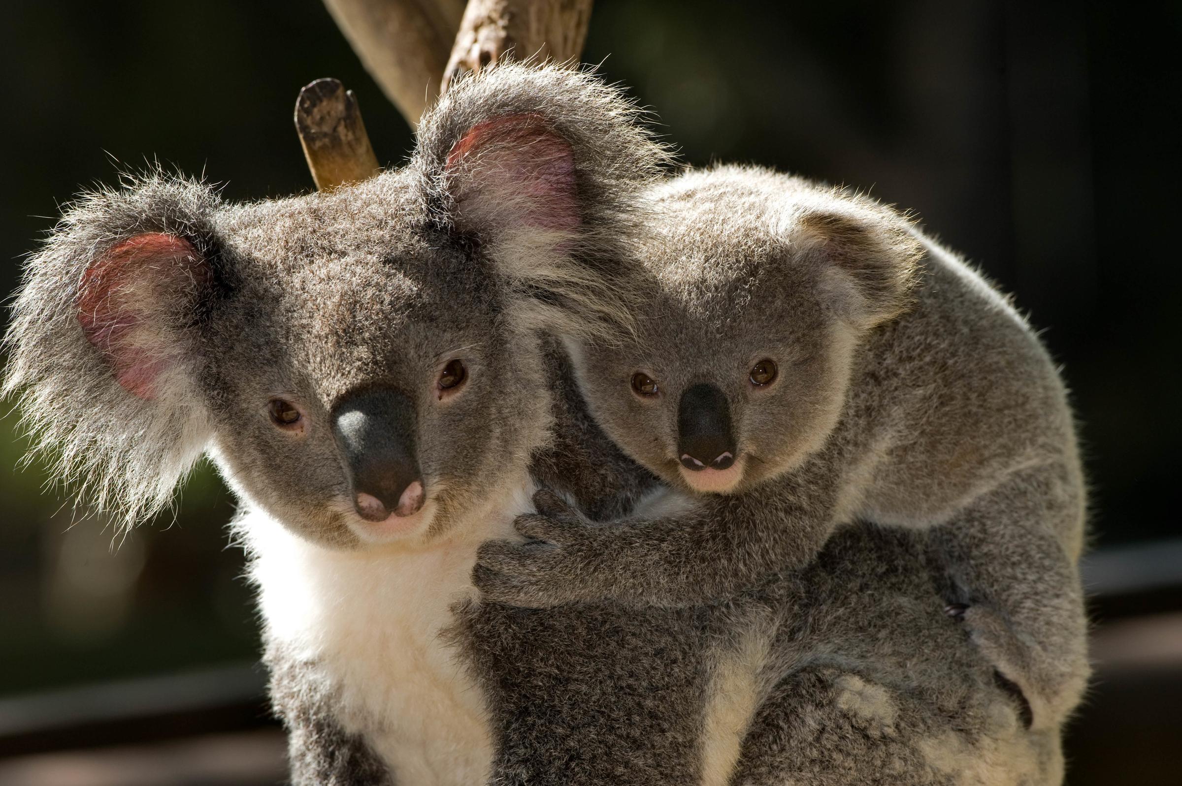 a Koala Protector WWF