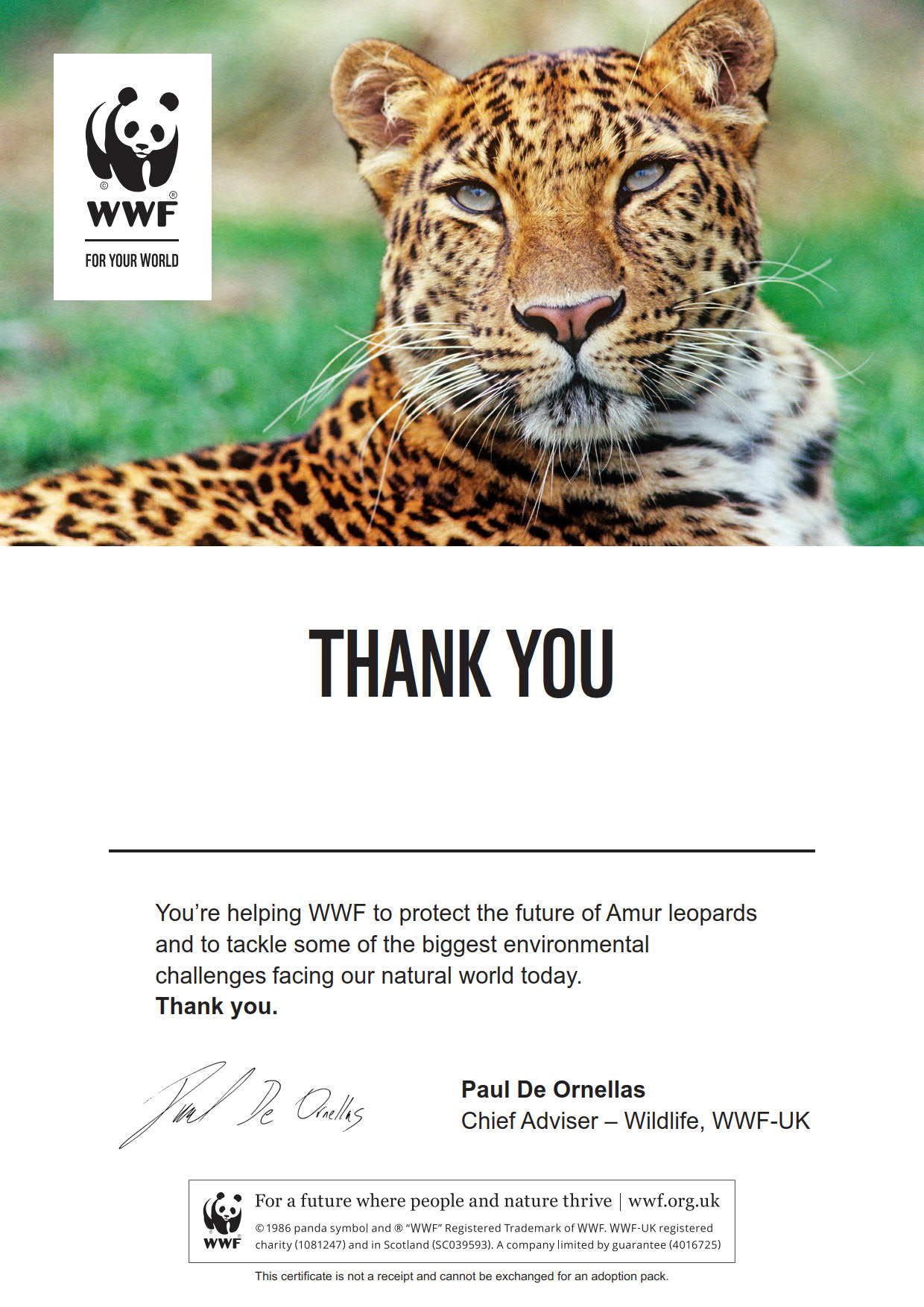 Adopt an Amur Leopard WWF