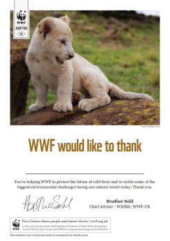 Lion Certificate