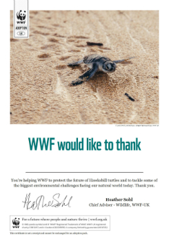 Turtle adoption certificate