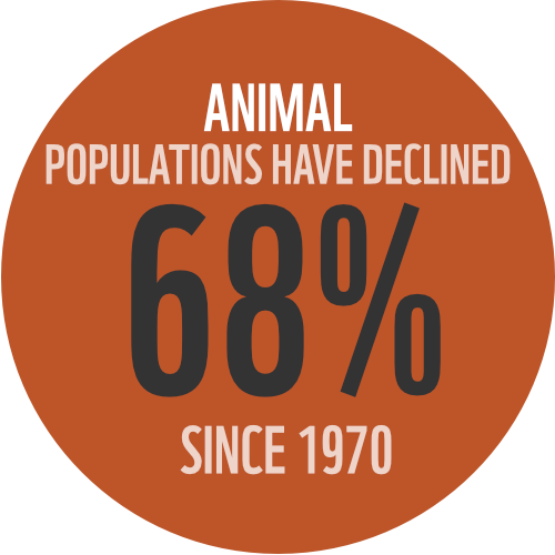 Animal populations have declined 68% since 1970