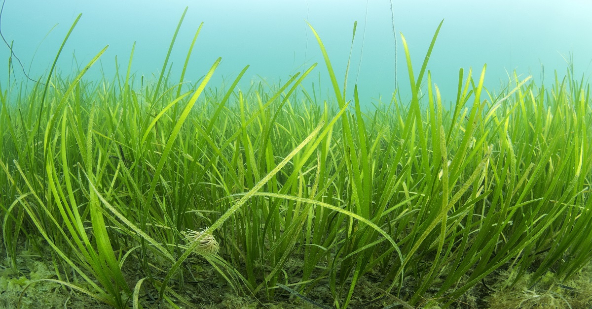  Become a Force for Nature | WWF UK & Sky Zero