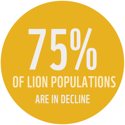 lion1