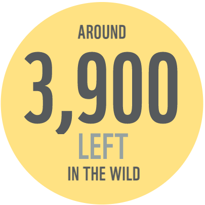 Tigers in the wild stat