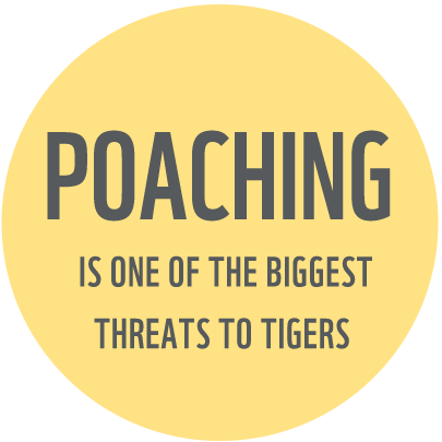 Tiger poaching fact