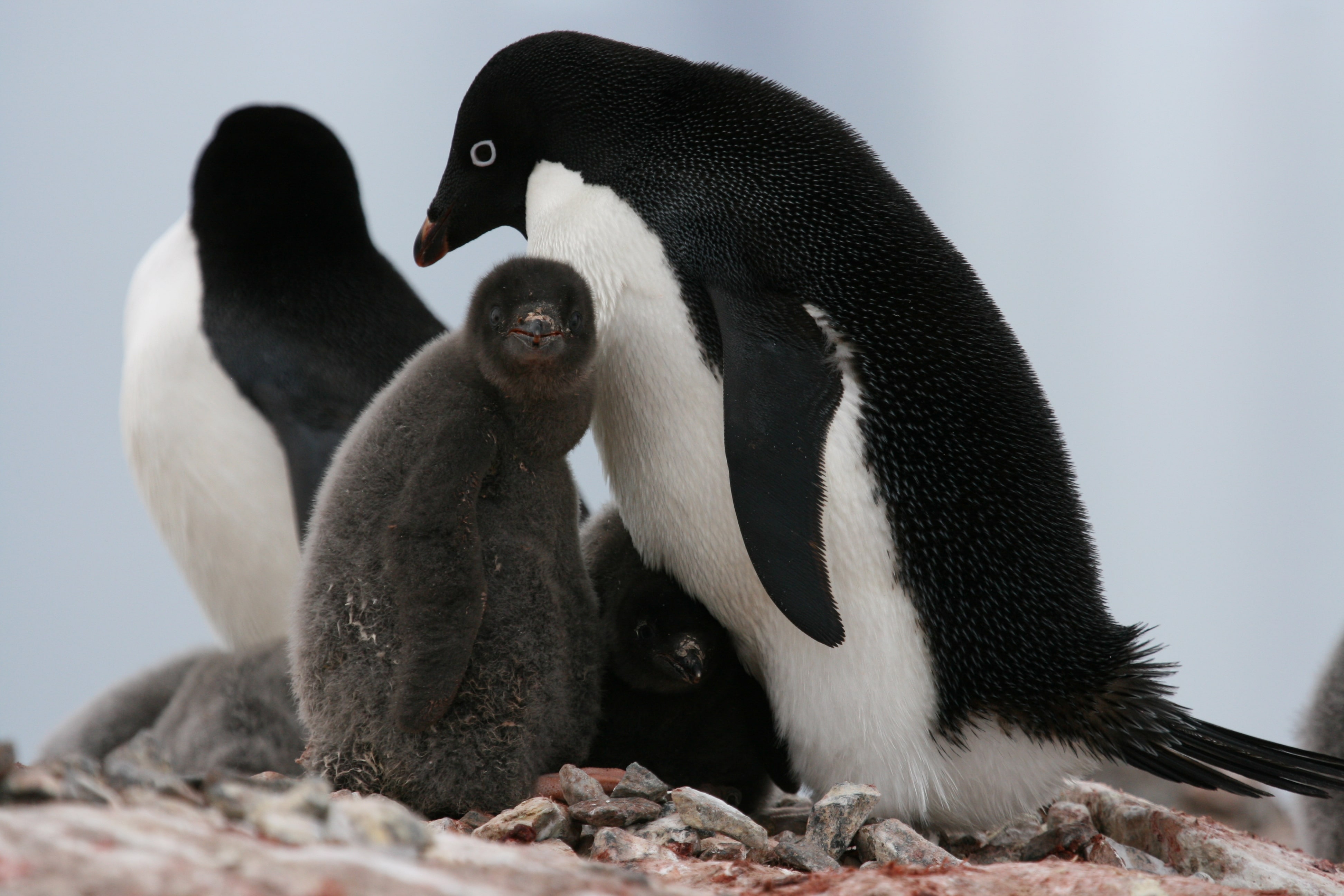Adélie penguins with chicks at nesting site
