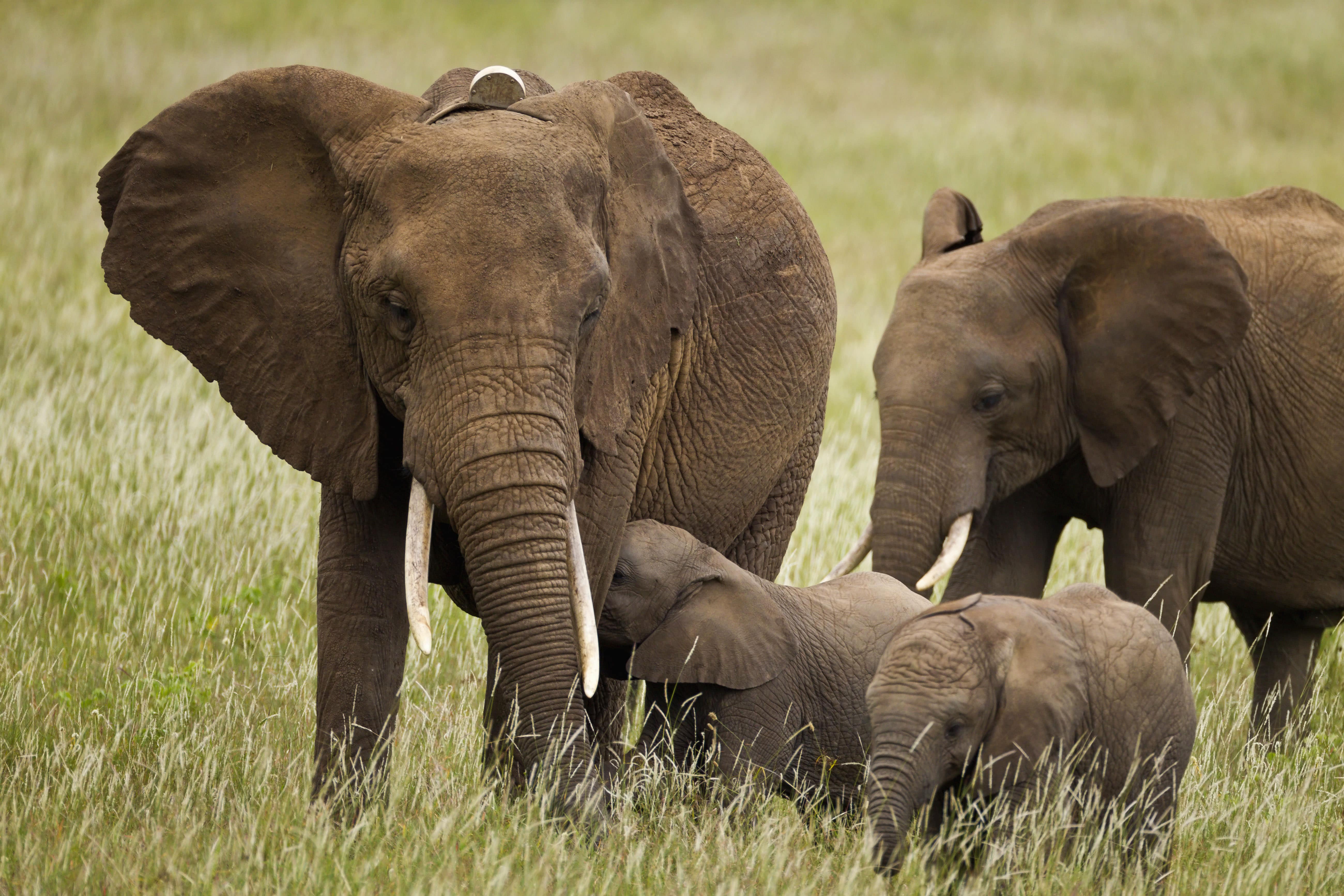 African elephant family with calves
