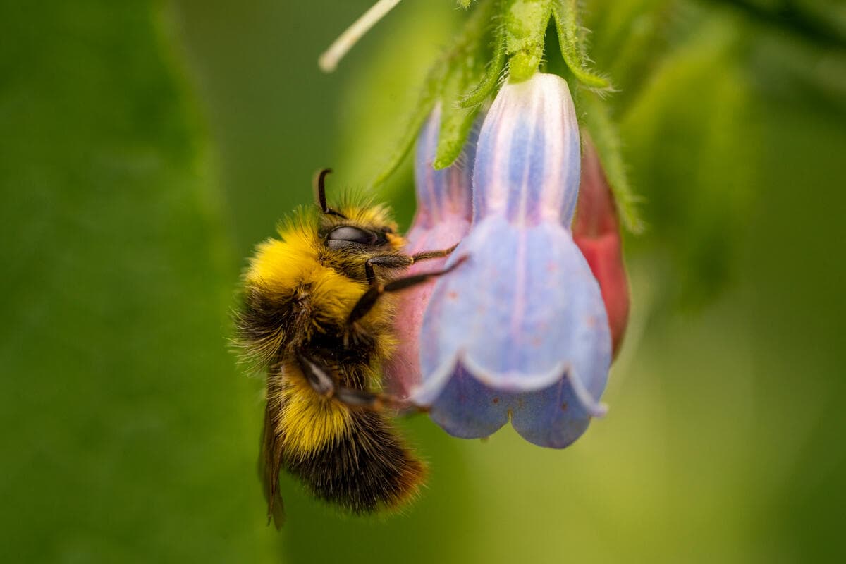 Bumblebee feeds on comfrey wildflower