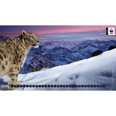 Camera trap image of snow leopard against a mountainous backdrop, with WWF calendar overlay