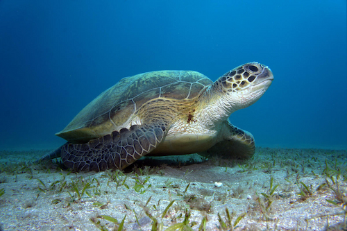 Green turtle resting on sea bed next to some sea grass