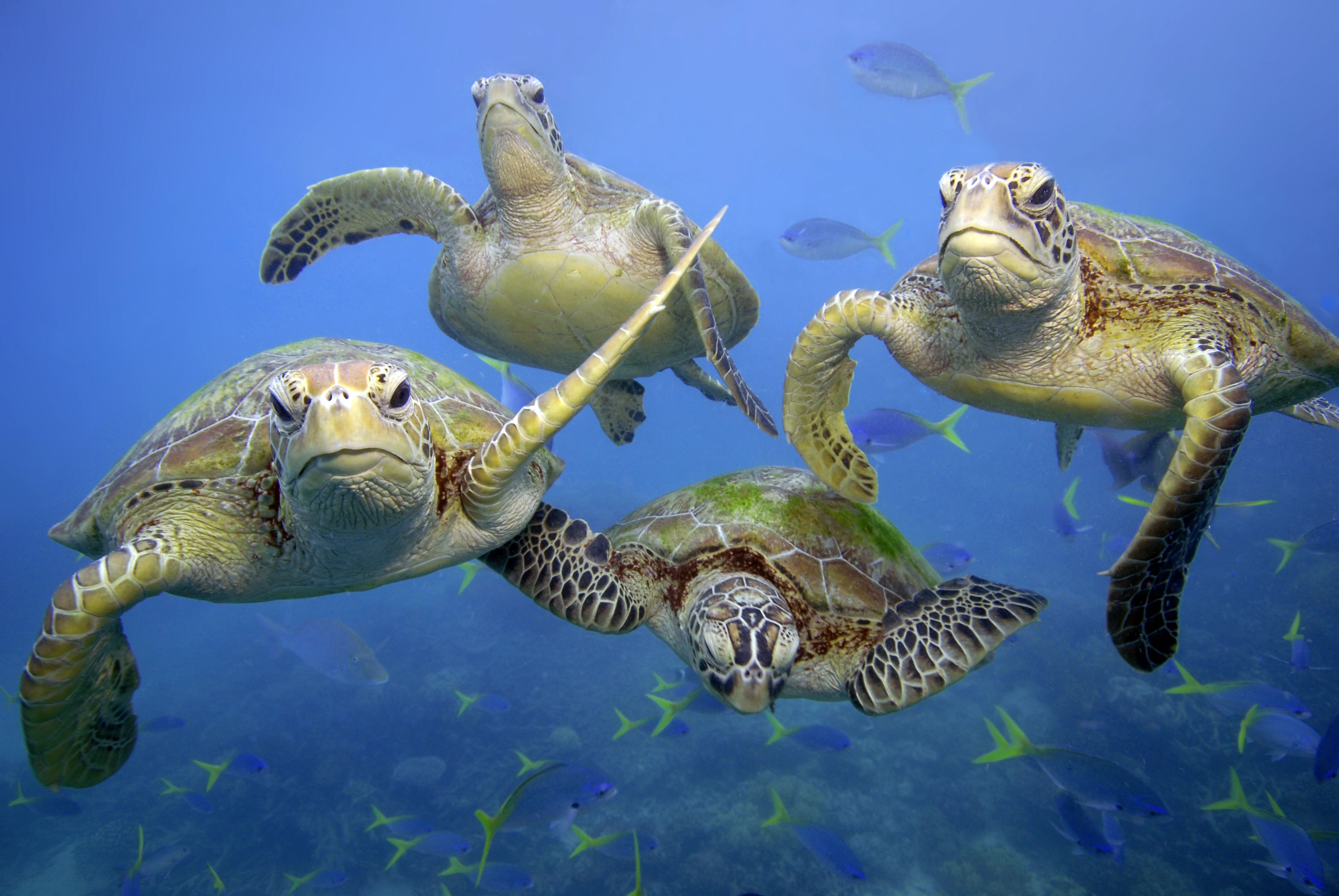 Green turtles swimming in Great Barrier Reef, Australia