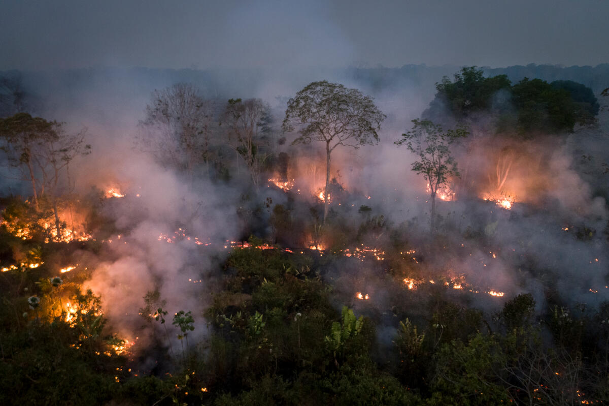 Amazon rainforest being burned