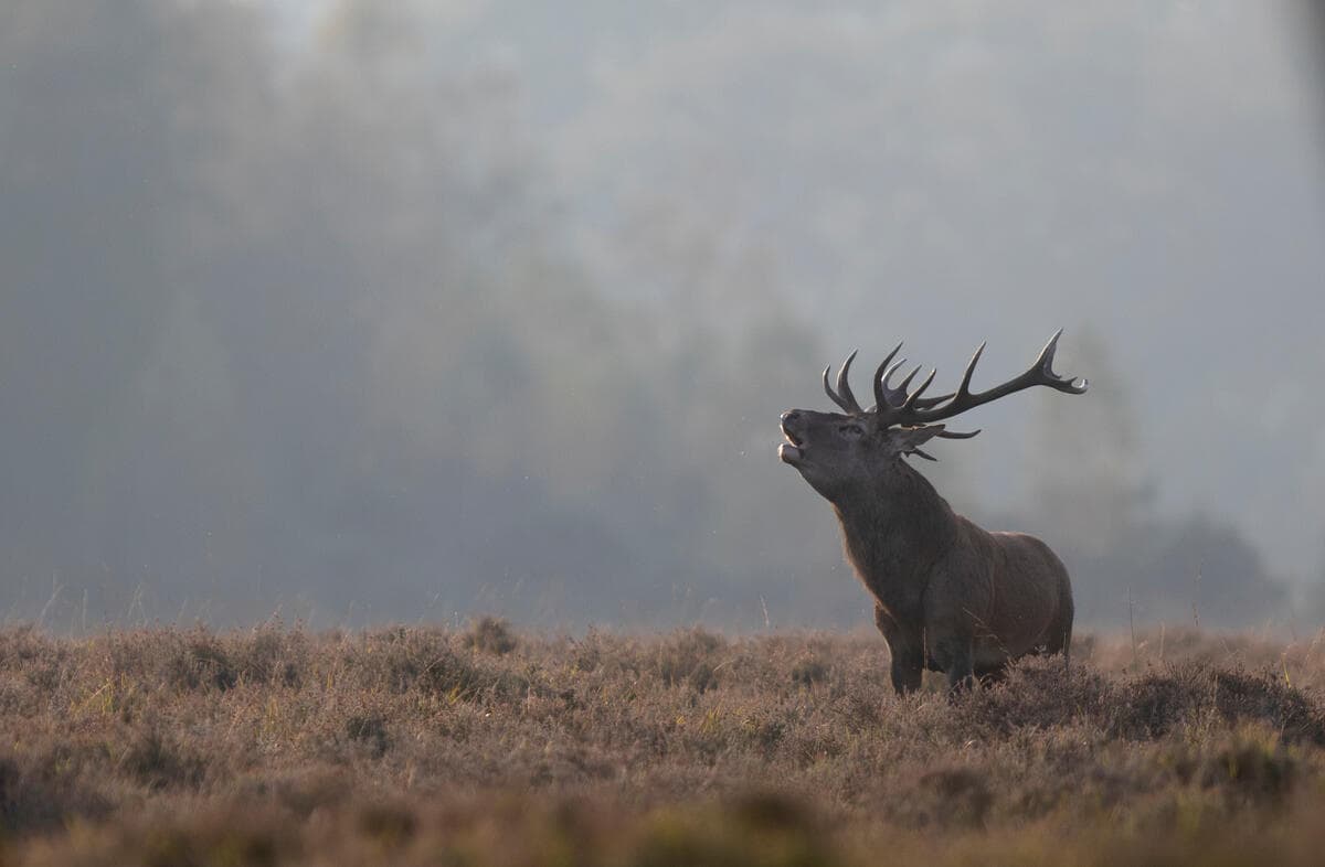 Red deer stag roars during the autumn rut in Hampshire