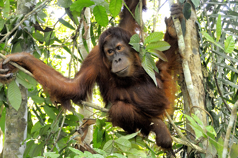 Orangutan in a tree