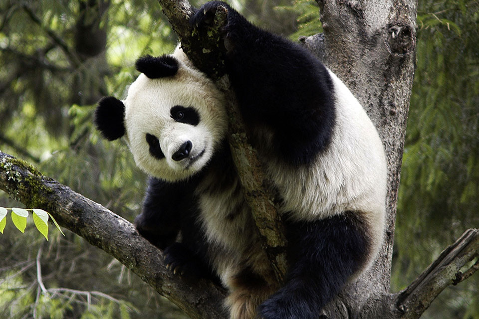 Panda in tree