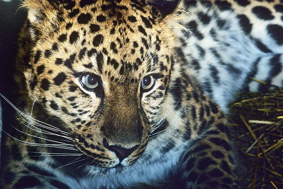 Amur leopard