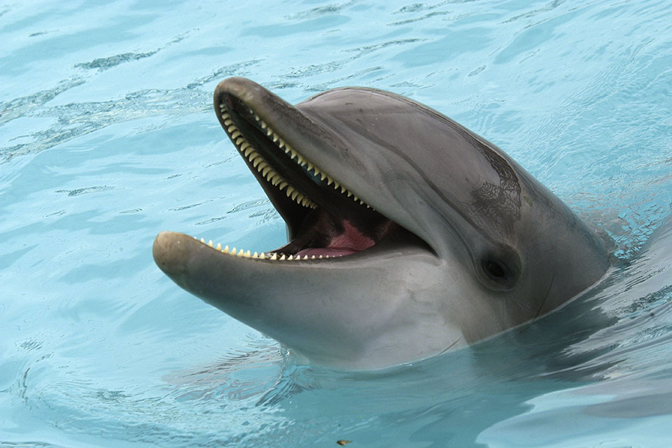Dolphin with it's mouth open