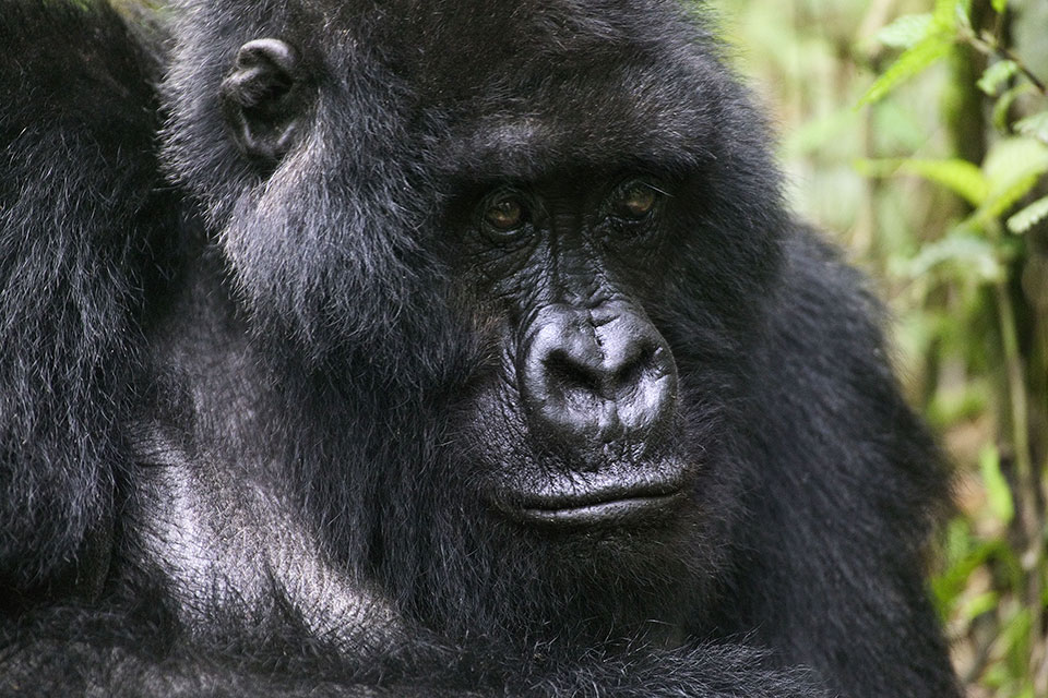 Gorilla close up