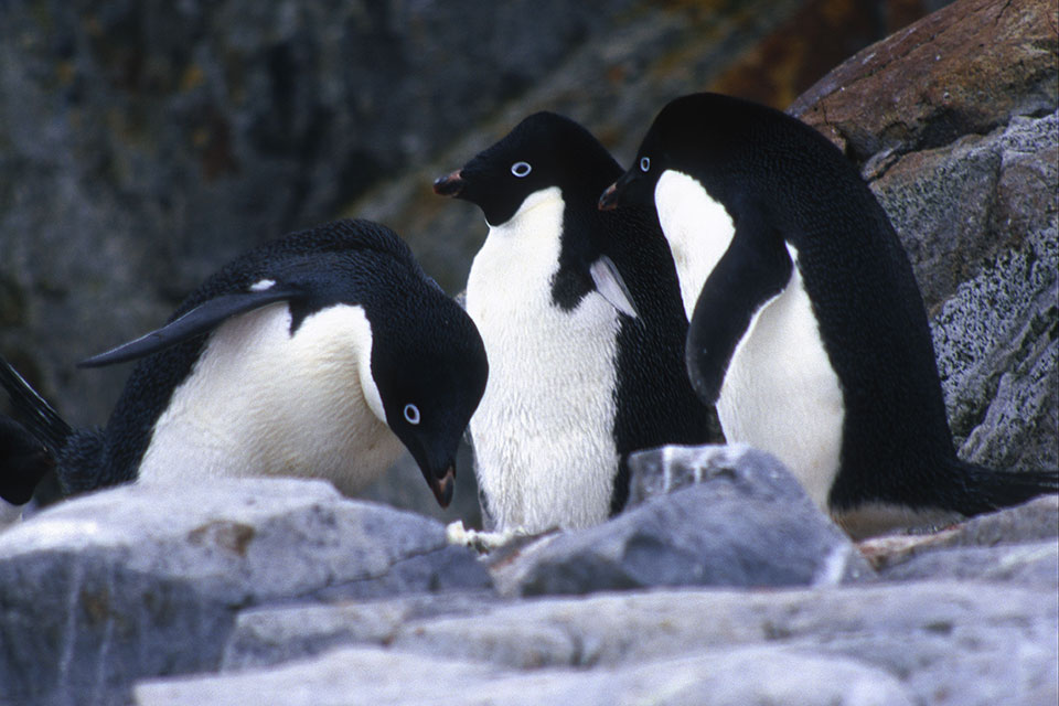 Penguins on rocks
