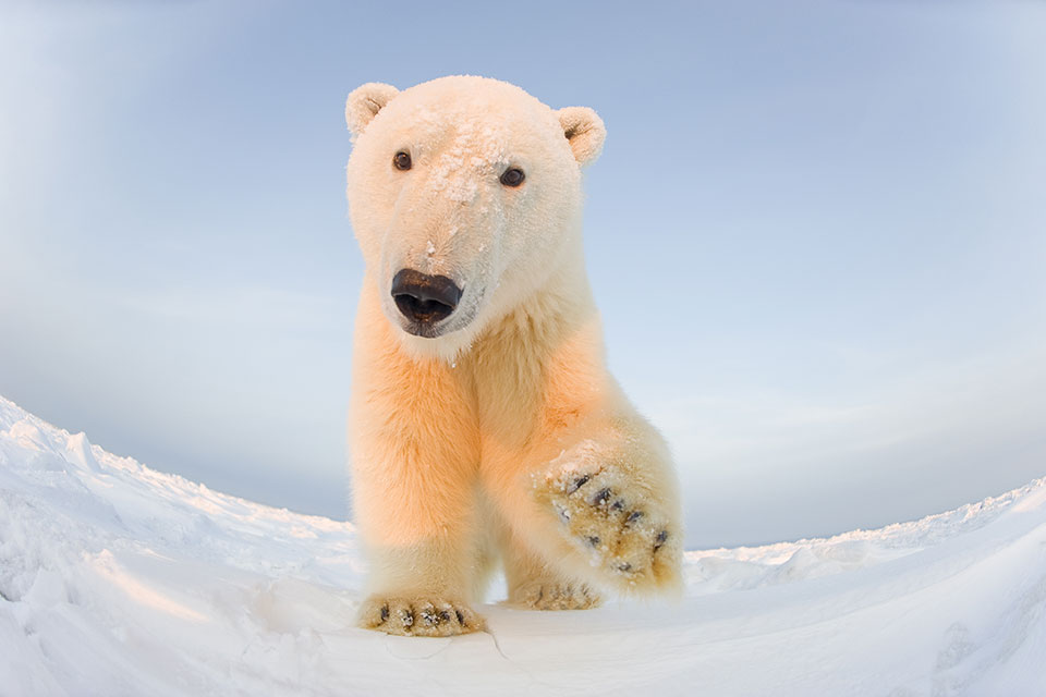 Polar Bear raising a paw