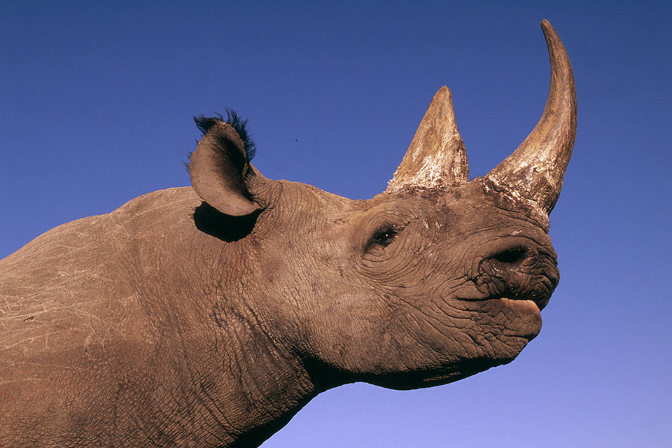 Rhino close up