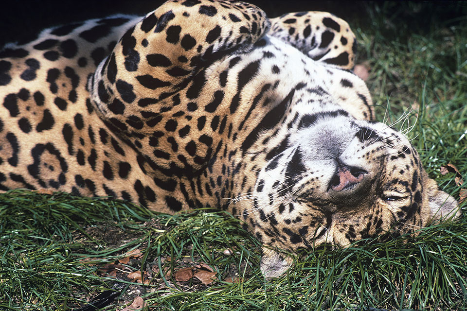 Jaguar lying on it's back