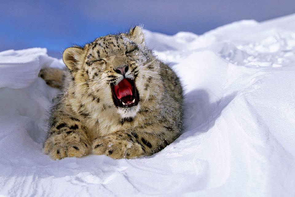Snow Leopards can't roar