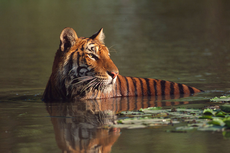 tiger in a river