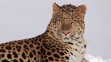 Adopt an Amur Leopard today | WWF UK