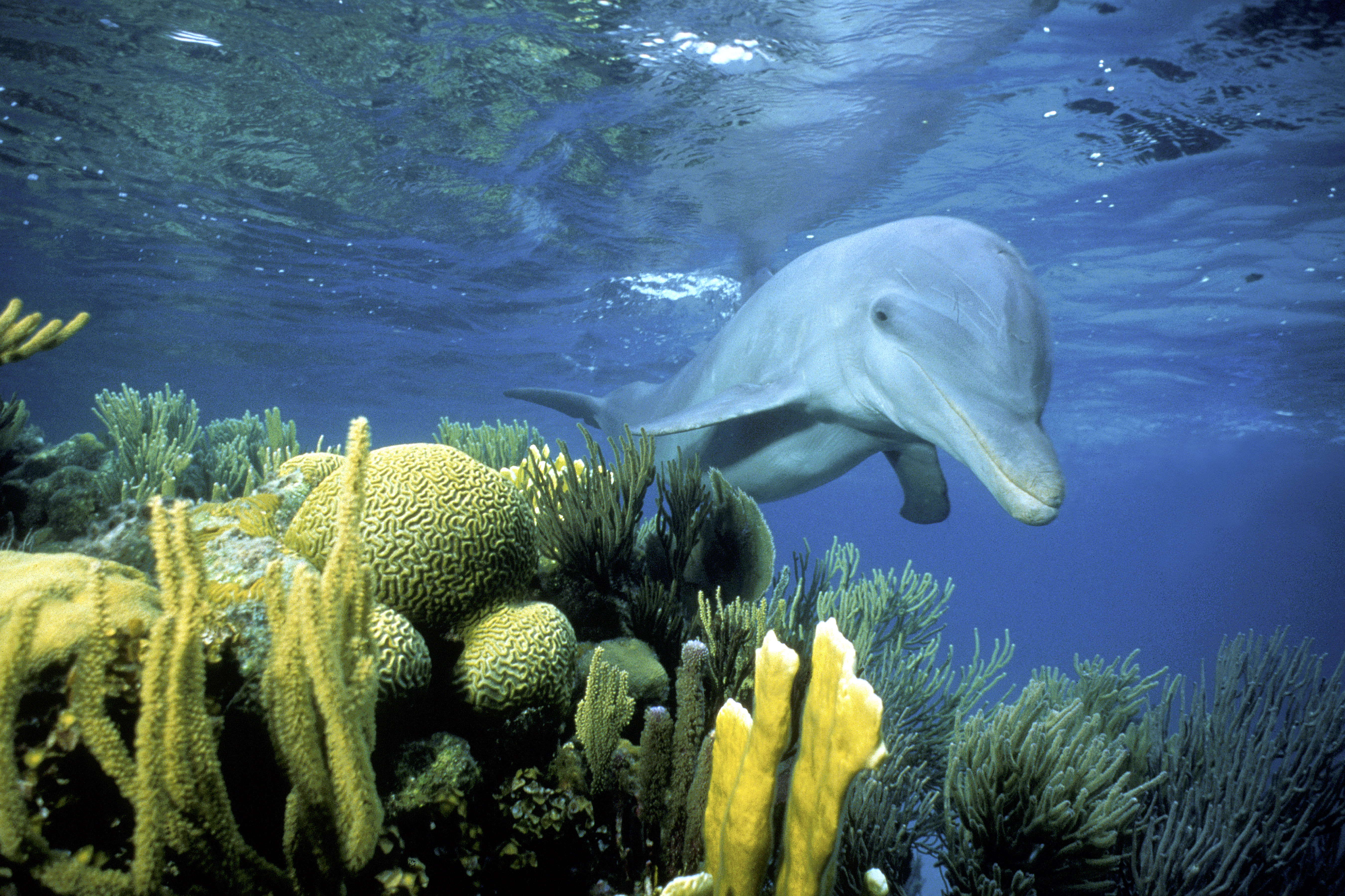 Животные ориентируются в пространстве. Барьерный риф Белиз. Дельфины Барьерный риф. Большой Барьерный риф обитатели дельфины. Морские обитатели Дельфин.