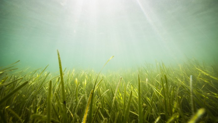 Seagrass bed with sunlight visible at the water surface