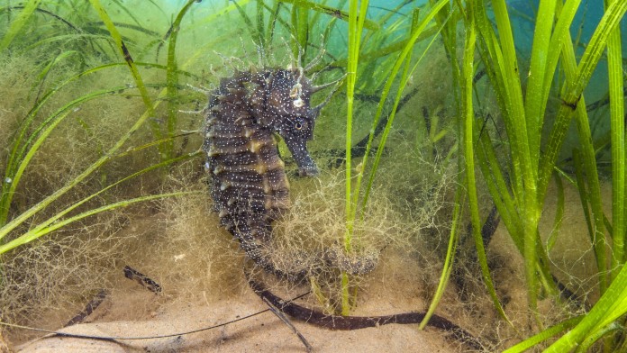 Seahorse within seagrass