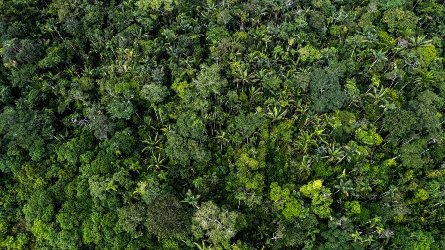 Aerial view of canopy of Amazon rainforest