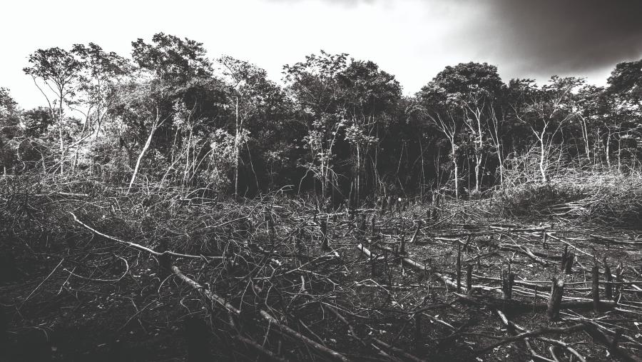 Black and white photo of deforestation in the Amazon