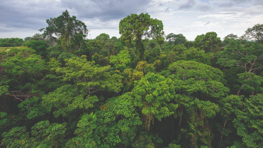 Panoramic view of canopy of Amazon rainforest with lush green leaves