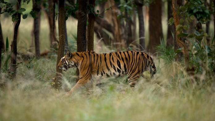 a tiger prowling through the long grass and undergrowth in the woods