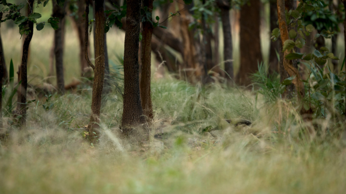 woodland undergrowth with long grass 