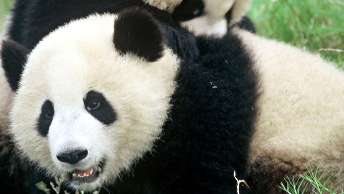 Close up of panda lying down in the grass and looking to the left