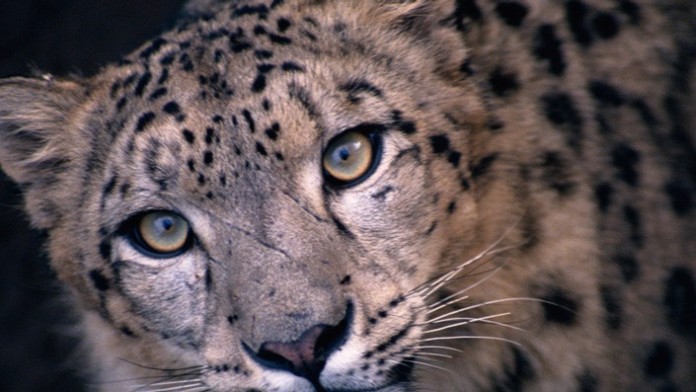 Close up portrait of snow leopard