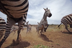 Zebra herd running