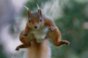 A red squirrel leaping through the air towards the camera.